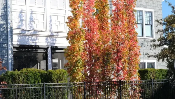 Slender Sweetgum trees during the fall