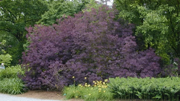 Smoke Tree Image