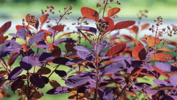 Smoke Tree Image