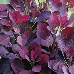 Smoke Tree Image