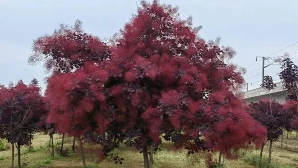 Smoke Tree Image