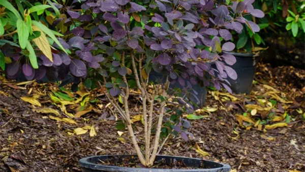 Smoke Tree Image