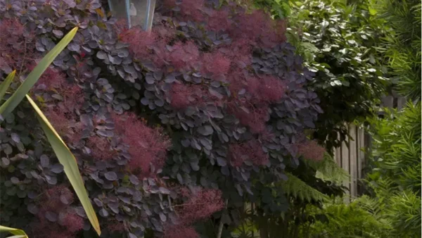 Smoke Tree Image