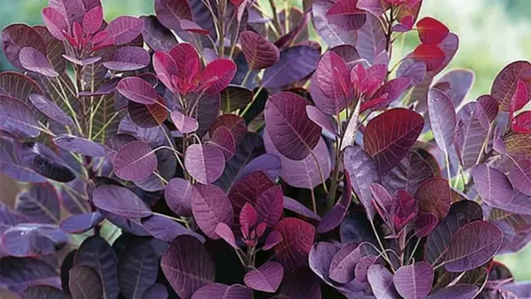 Smoke Tree Image