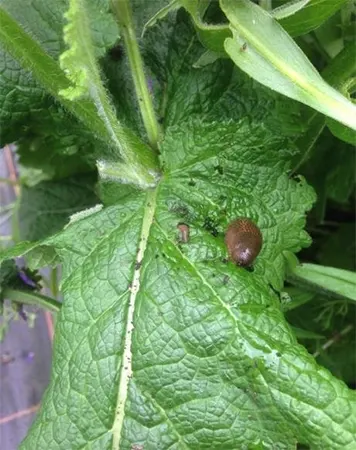 Snails munching on salvia leaves