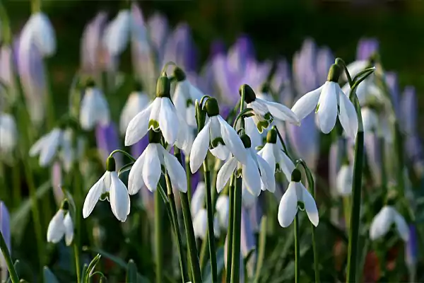 Snowdrop Image