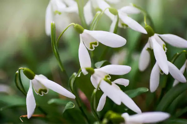 Snowdrop Image2