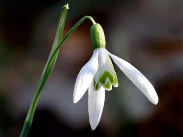 Snowdrop Image3