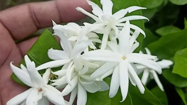 Star Jasmine