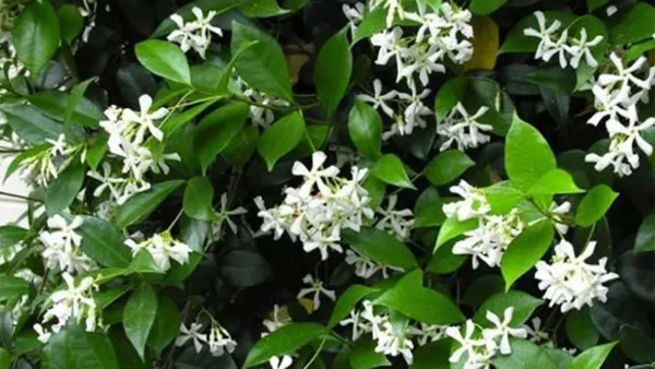 Star Jasmine