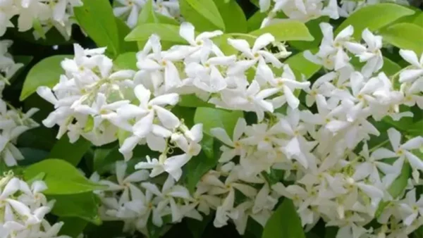 Star Jasmine