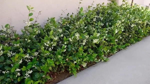 Star Jasmine