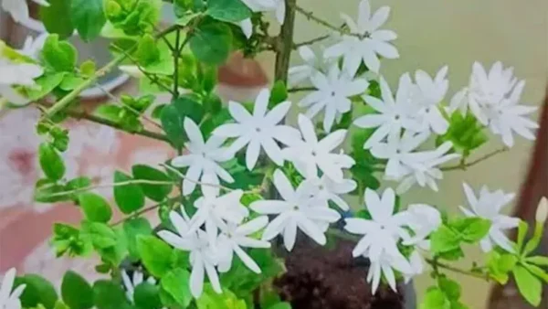 Star Jasmine