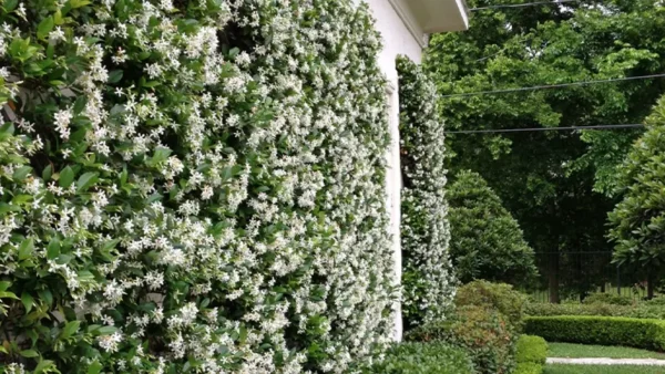 Star Jasmine