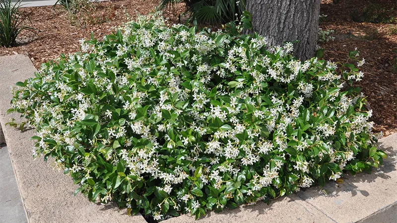 Star Jasmine
