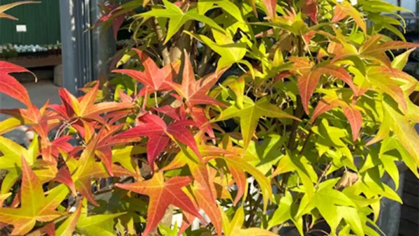 Star-shaped leaves of the Slender Sweetgum
