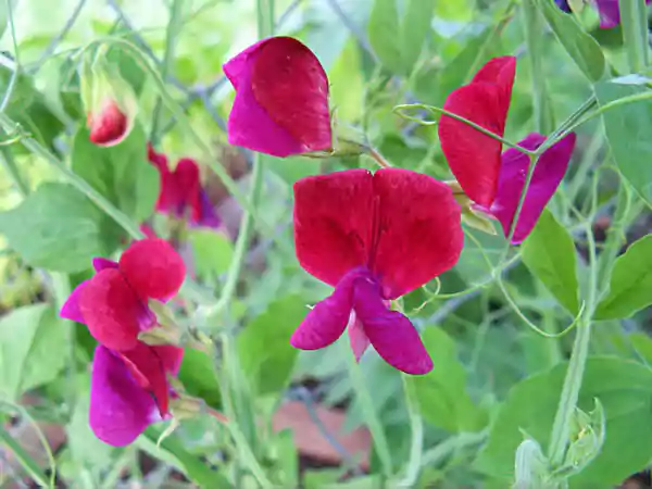 Sweet Pea