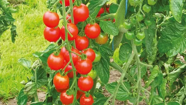 Sweet Tomato Image