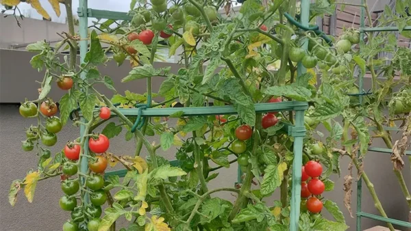 Sweet Tomato Image