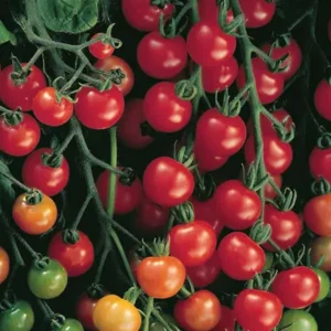 Sweet Tomato Image