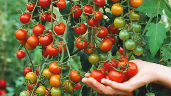 Sweet Tomato Image