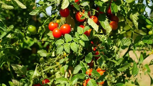 Sweet Tomato Image
