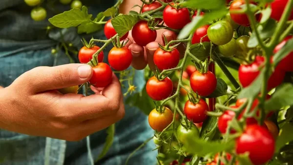 Sweet Tomato Image