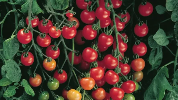 Sweet Tomato Image