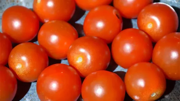 Sweet Tomato Image