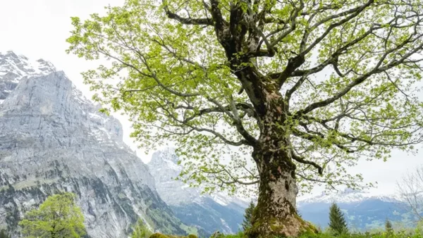 Sycamore tree