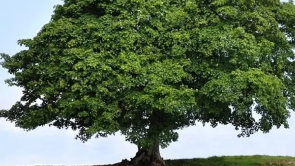 Sycamore tree