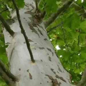 Sycamore tree