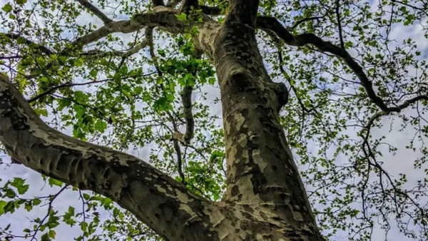 Sycamore tree