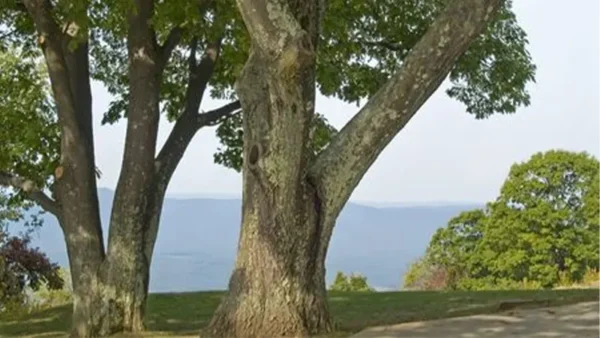 Sycamore tree