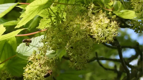 Sycamore tree
