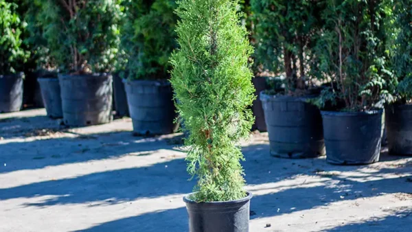 Taylor Juniper in a container pot