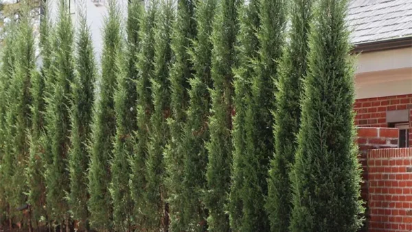 Taylor Junipers hedging as a privacy screen