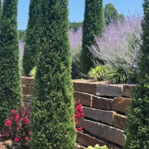 Taylor Junipers in garden settings
