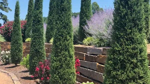 Taylor Junipers in garden settings