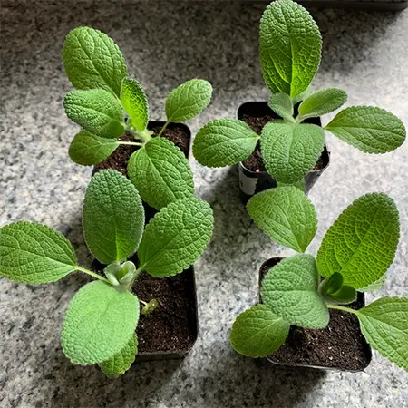 Tiny Lamb’s Wool propagated through seed