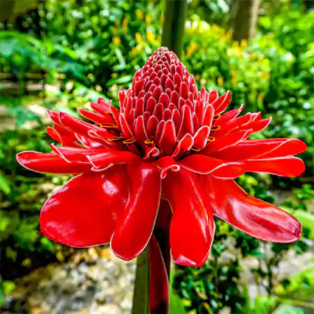 Torch Ginger
