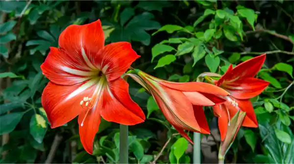 Tropical Flower
