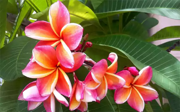 Tropical Flower1