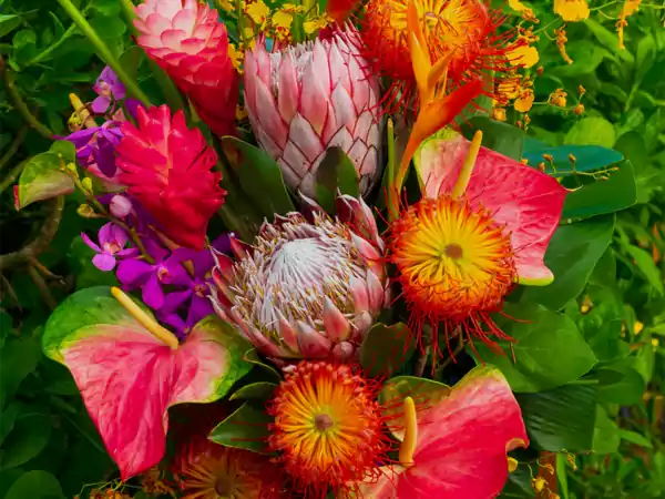Tropical Flower2