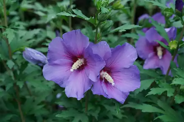 Tropical Flower3