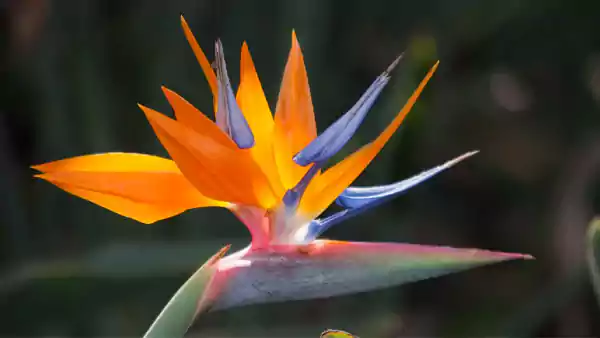 Tropical Flower4