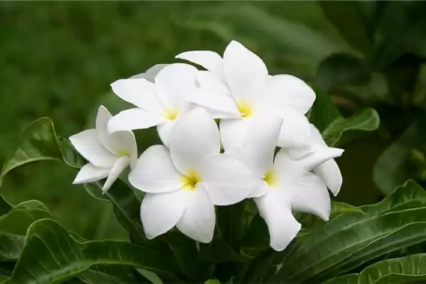 Tropical Flower5
