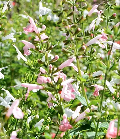 Tropical sage