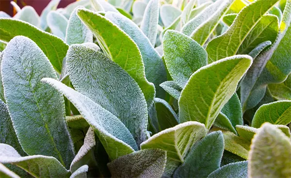 Velvety soft leaves of the Lamb Ear plant