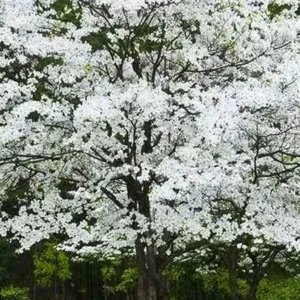 White Dogwood Tree